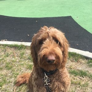 Meet your Posher, Deanna